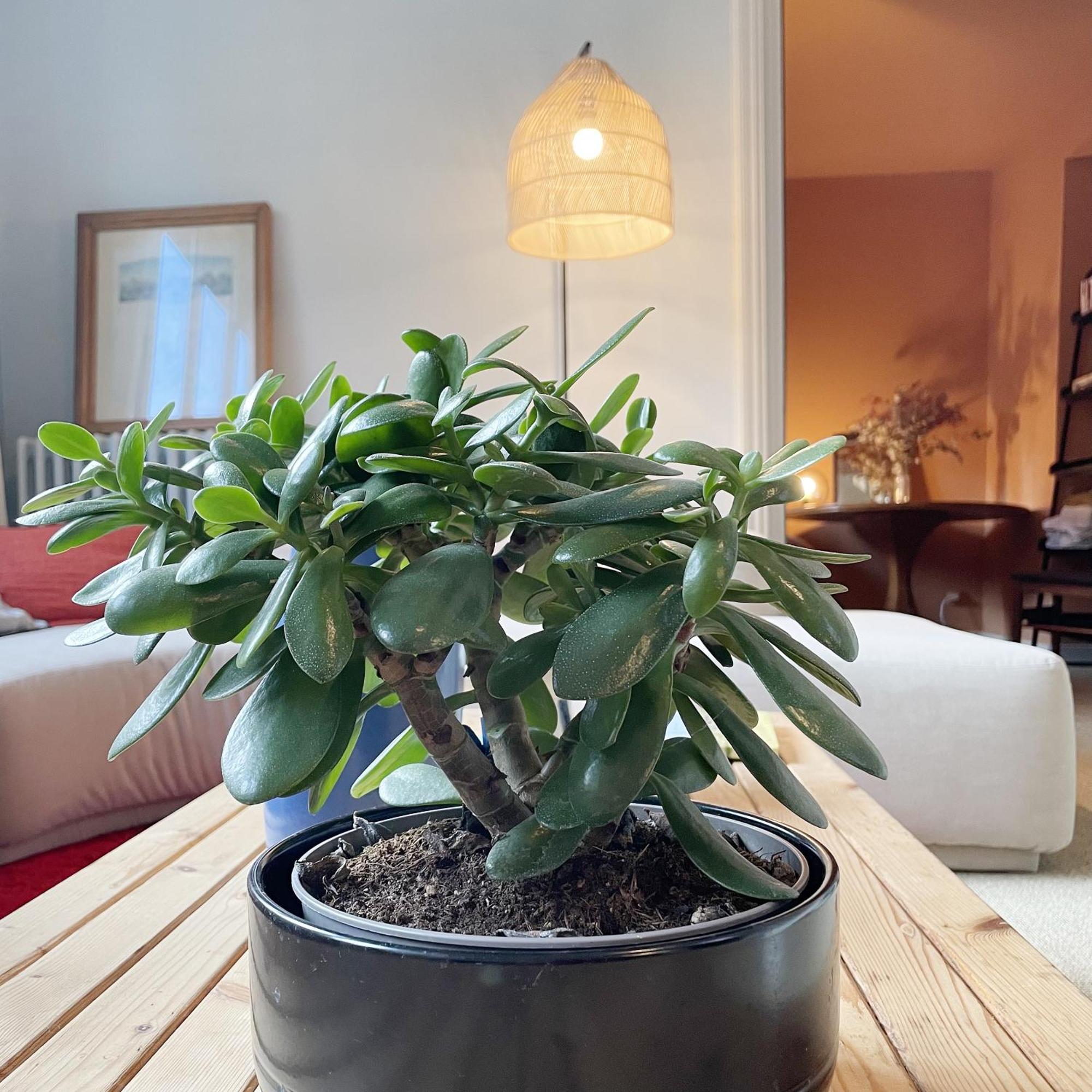 Apartamento La Maison Des Rues Pavees Avec Jardin By La Boite En Plus Senlis  Exterior foto